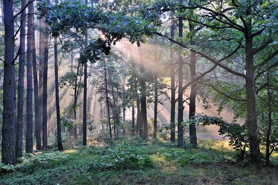 Promienie słońca w lesie