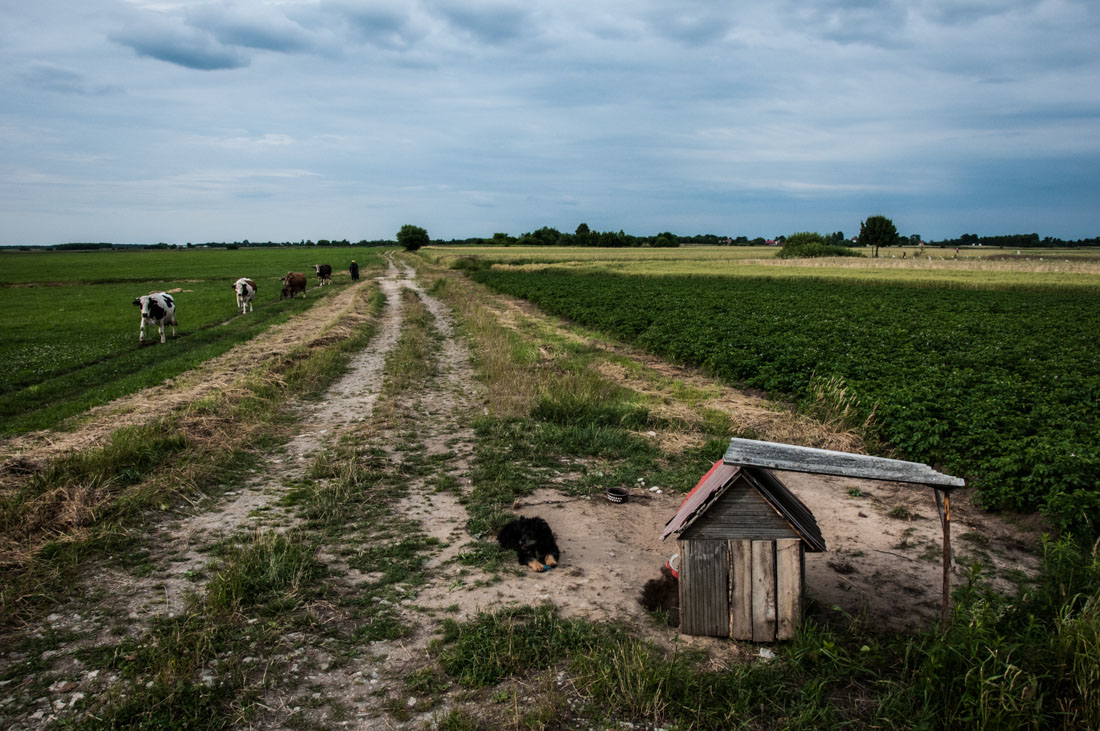 pies broniący ziemniaków, w tle krowy prowadzone z pastwiska